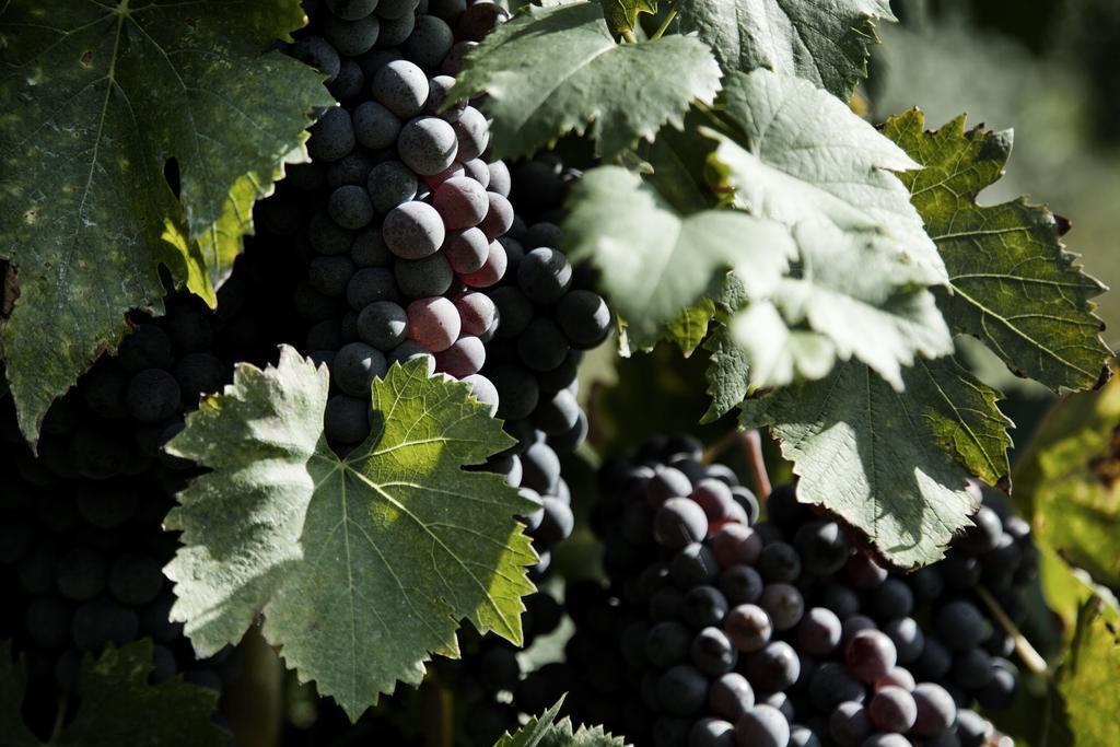 Tenuta Di Colle Alberti Agriturismo Willa Cerreto Guidi Zewnętrze zdjęcie