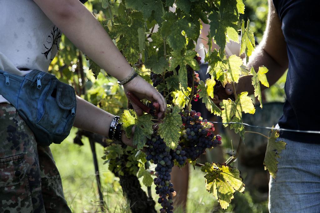 Tenuta Di Colle Alberti Agriturismo Willa Cerreto Guidi Zewnętrze zdjęcie