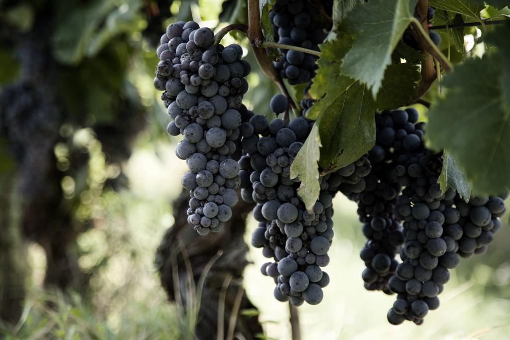 Tenuta Di Colle Alberti Agriturismo Willa Cerreto Guidi Zewnętrze zdjęcie