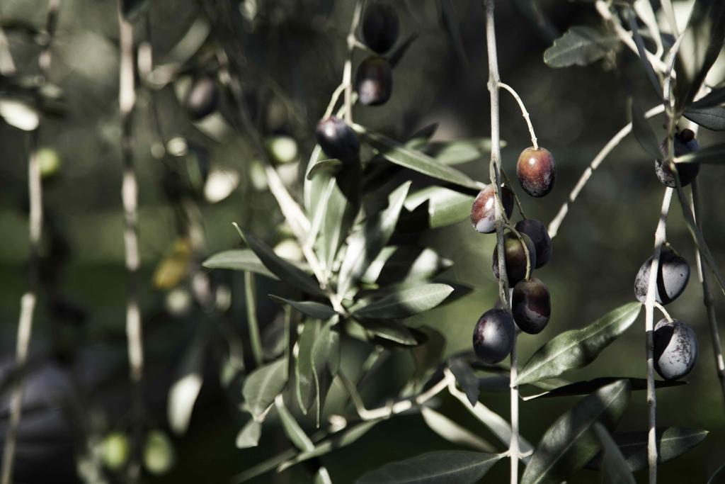 Tenuta Di Colle Alberti Agriturismo Willa Cerreto Guidi Zewnętrze zdjęcie