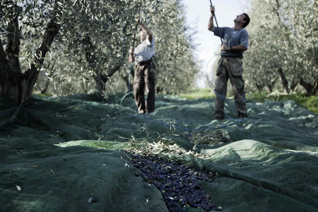 Tenuta Di Colle Alberti Agriturismo Willa Cerreto Guidi Zewnętrze zdjęcie
