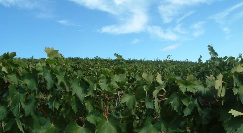 Tenuta Di Colle Alberti Agriturismo Willa Cerreto Guidi Zewnętrze zdjęcie